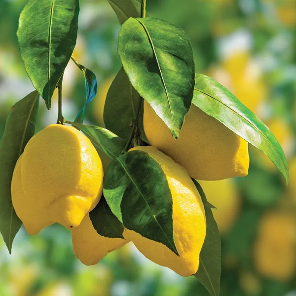 Lemon Scent for Custom Paper Car Air Fresheners Lemon fragrance option for custom paper car air fresheners