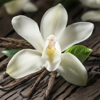 Vanilla fragrance option for custom paper car air fresheners