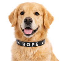 manufacturer custom metal slide letter dog name collars wholesale