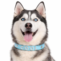 wholesale custom name bling bling dog collars